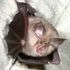 Bats living in Cambodia in 2010 carried ‘nearly identical’ pathogen to COVID-19 virus, scientists discover