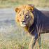 Zookeeper taken to hospital after being attacked by lion as she cleaned its cage