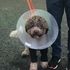 Monty the puppy's 'miraculous' escape after 40ft fall into frozen river