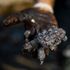 'One of country's worst eco disasters': Oil spill hits 100 miles of coastline as Israeli beaches shut