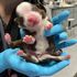 'One of a kind' puppy born with six legs and two tails - and it could be a big advantage