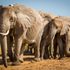 African elephants ‘at risk of extinction due to poaching and habitat loss’