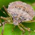Brown stink bugs spotted in UK - fruit growers and winemakers on alert
