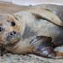 River Thames seal nicknamed Freddie Mercury put down after dog attack
