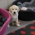 Study of 3,000 puppies aims to boost number of guide dogs that complete their training