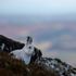 England’s mountain hares ‘hanging on by their claws’ and facing climate change threat