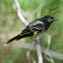 Endangered songbird ‘is forgetting its love songs’ (and the females of the species aren’t impressed)
