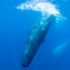 Sperm whales taught each other how avoid 19th century whalers’ harpoons