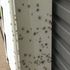 Hundreds of spiders crawl into garage seeking shelter from Australian floods