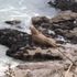 ‘I am the Welsh walrus’ – Giant Arctic beast spotted relaxing on Pembrokeshire coast