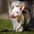Cute albino wallaby baby will have guests bouncing in excitement as zoo opens after lockdown