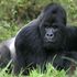 Why do gorillas beat their chests? New research gives insight into behaviour of silverbacks