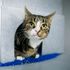 Trial into Brighton cat killings gets underway as security guard denies charges