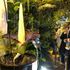 Crowds flock to see ‘corpse’ flower that produces dead body smell after it goes into rare bloom