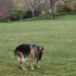 ‘Our sweet, good boy’: Biden family pay tribute after death of pet dog Champ