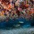 Australia hits back at ‘flawed’ decision to put Great Barrier Reef on ‘in danger’ list