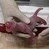 Twin panda cubs born at Tokyo zoo for first time in four years