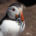 Puffins under threat as European boats overfish in UK waters post Brexit, RSPB warns
