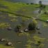 Cattle replaced by fish as South Sudan reels from two years of devastating floods