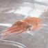 Squids in space! Hawaiian cephalopods to help keep astronauts healthy