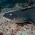 Skin disease affecting whitetip reef sharks could be caused by rising sea temperatures