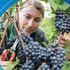 Climate change could make South Downs ripe for wine-making boom