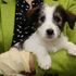 Pet thieves could face tougher sentences under new abduction law