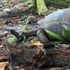 Wild tortoise’s ‘horrifying’ attack on baby bird never seen before, say experts