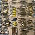 Hundreds of songbirds die after crashing into New York skyscrapers