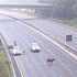 Moove it – runaway cow stops rush hour traffic on M25