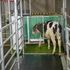 Cows trained to use a toilet in bid to tackle climate change