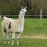 Llama antibodies have ‘significant potential’ as COVID-19 treatment with new research hailed
