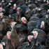 CO2 shortage may ‘cancel Christmas’, major poultry supplier warns