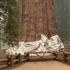 World’s largest tree wrapped in flame-resistant blanket to save it from California wildfires