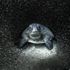 Ocean Photography Awards capture the beauty of marine life – and its suffering