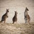 More than a dozen kangaroos found dead in suspected mass slaughter