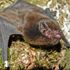 Bird of the year controversy after contest is won by a bat