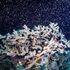 Colour returns as recovering coral-bleached Great Barrier Reef ‘gives birth’