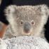Koalas face ‘death by a thousand cuts’ as climate change and urbanisation threaten Australian state