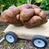 ‘Doug’ the mutant spud could be world’s heaviest potato at nearly 8kg
