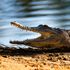 Sixty-year-old fights off crocodile with pocket knife and drives himself to hospital