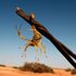 Scorpion stings kill three and injure hundreds more after storms hit southern Egypt
