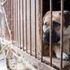 South Korea to consider banning dog meat