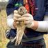 Ireland’s only wildlife hospital in need of ‘serious funding’ as it seeks new home