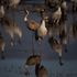 Bird flu outbreak kills 5,000 wild cranes in Israel