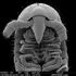‘Marvel of evolution’: Millipede with 1,306 legs found – most of any known animal