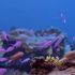 Newly discovered reef in ocean ‘twilight zone’ offers hope for marine ecosystems