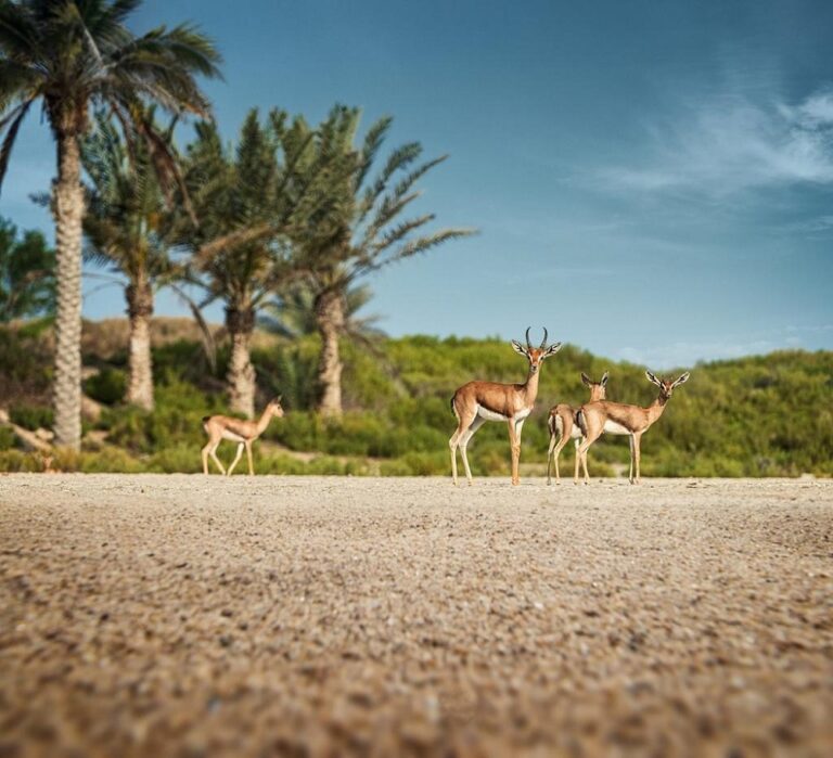 Saadiyat Island plans to attract 19m tourists, raise AED4.2bn by 2025